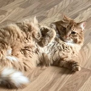 Meet your Posher, Carla